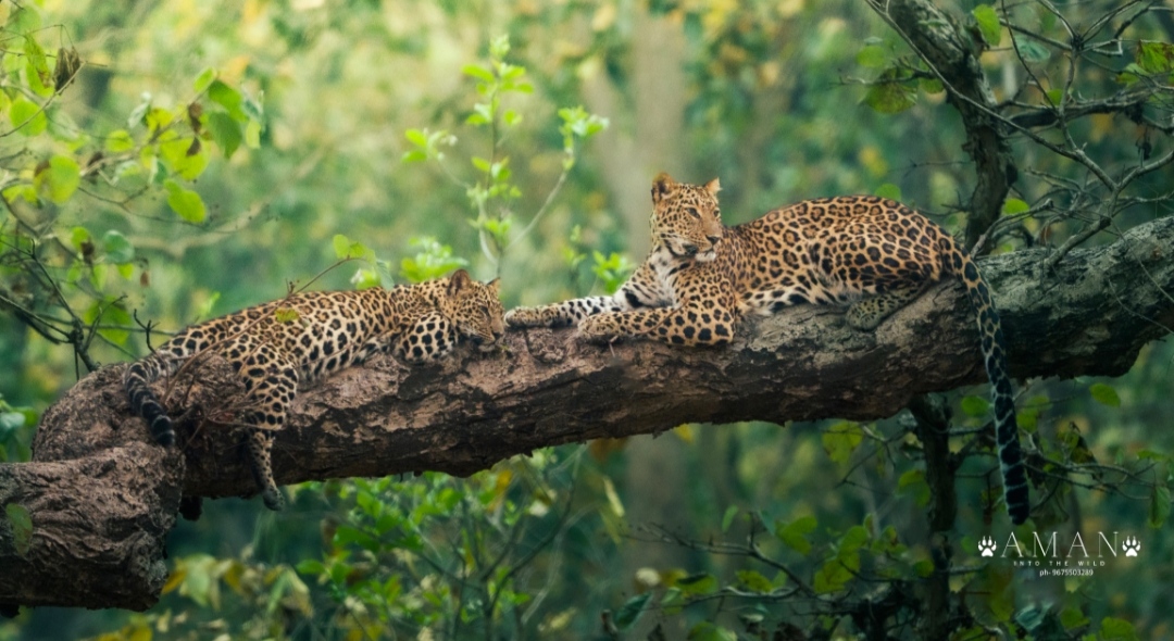 Leopard