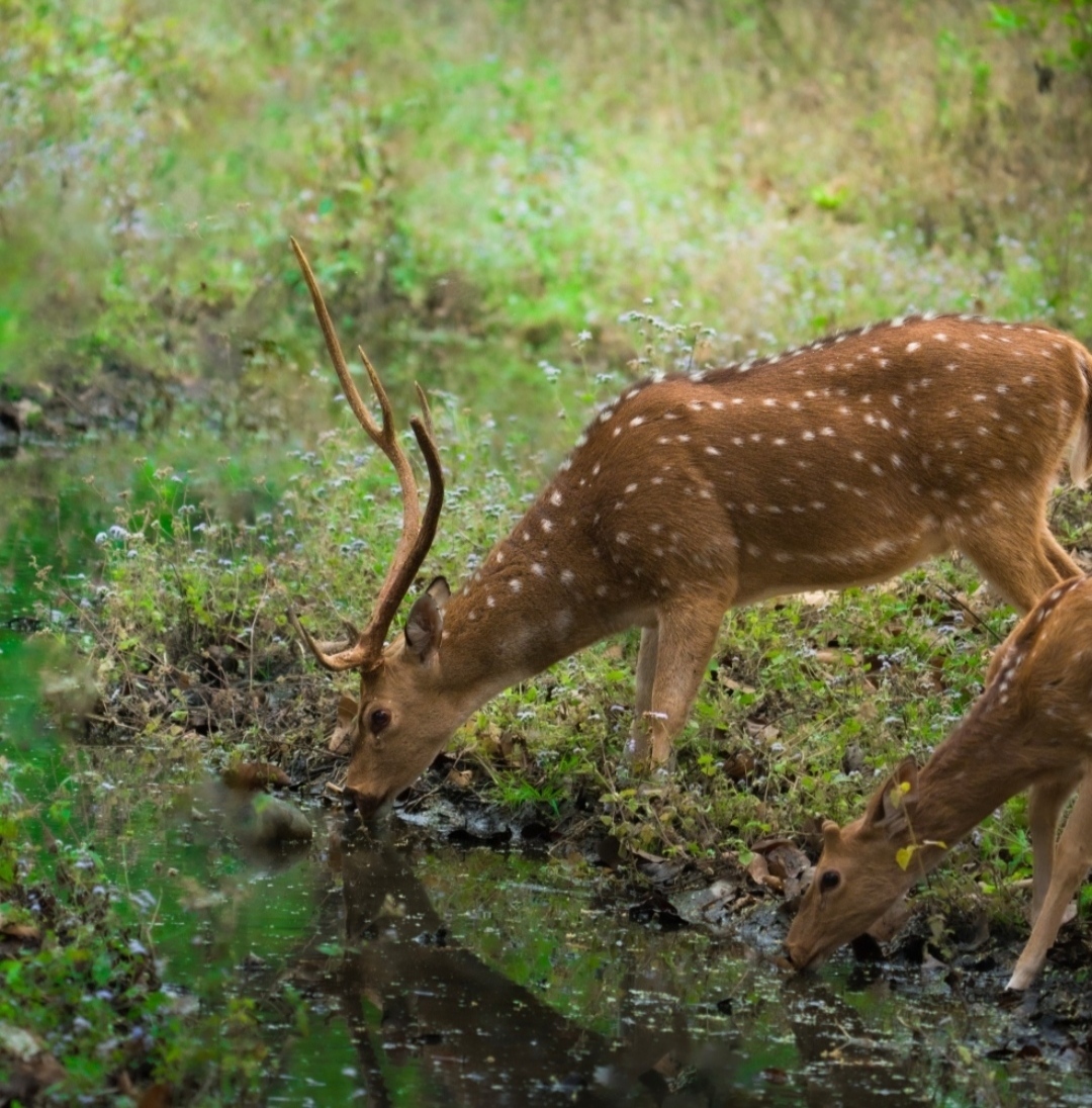 Spotted Deer