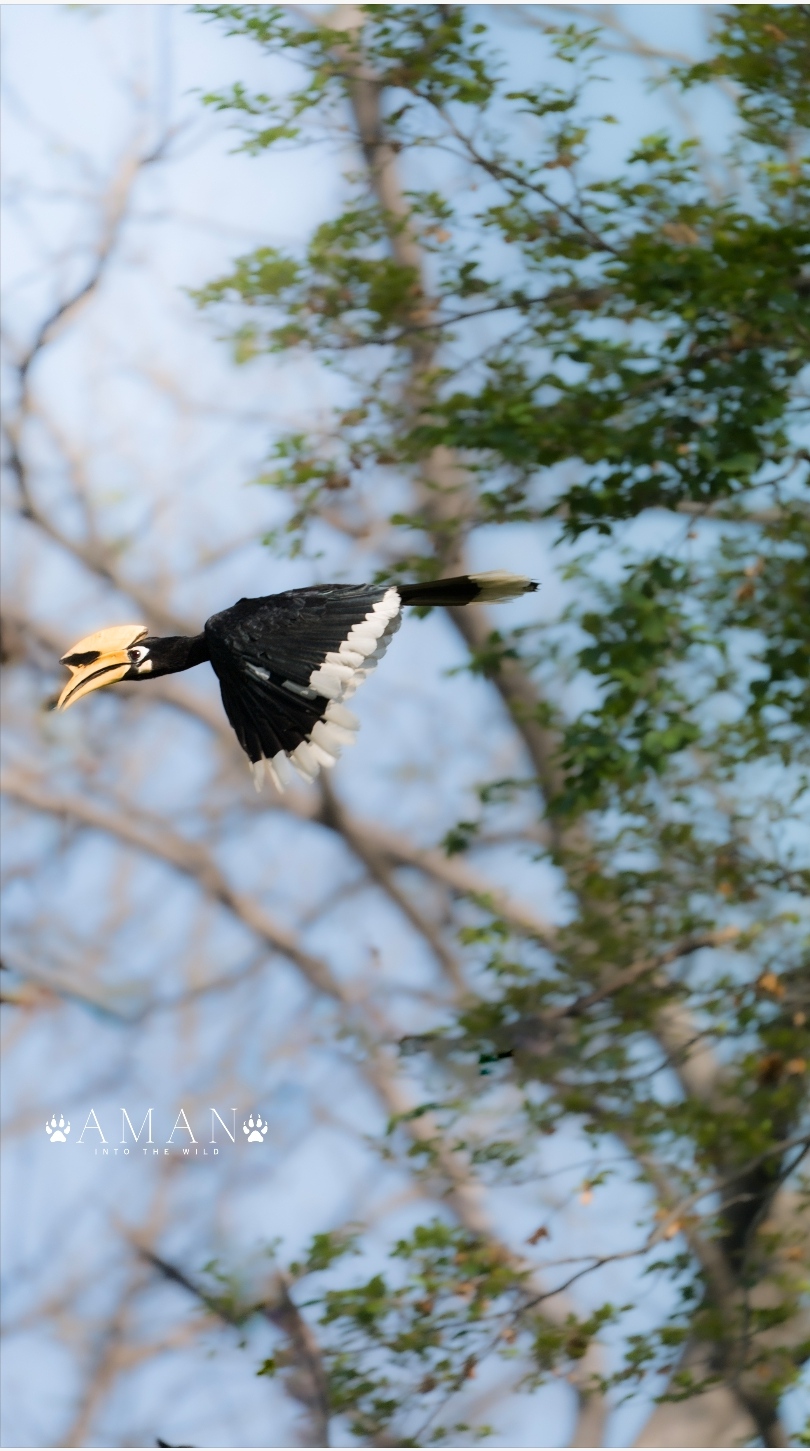 Great Hornbill