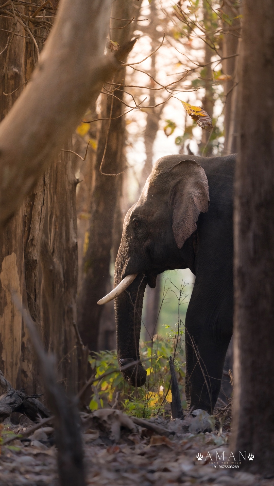 Elephant Herd