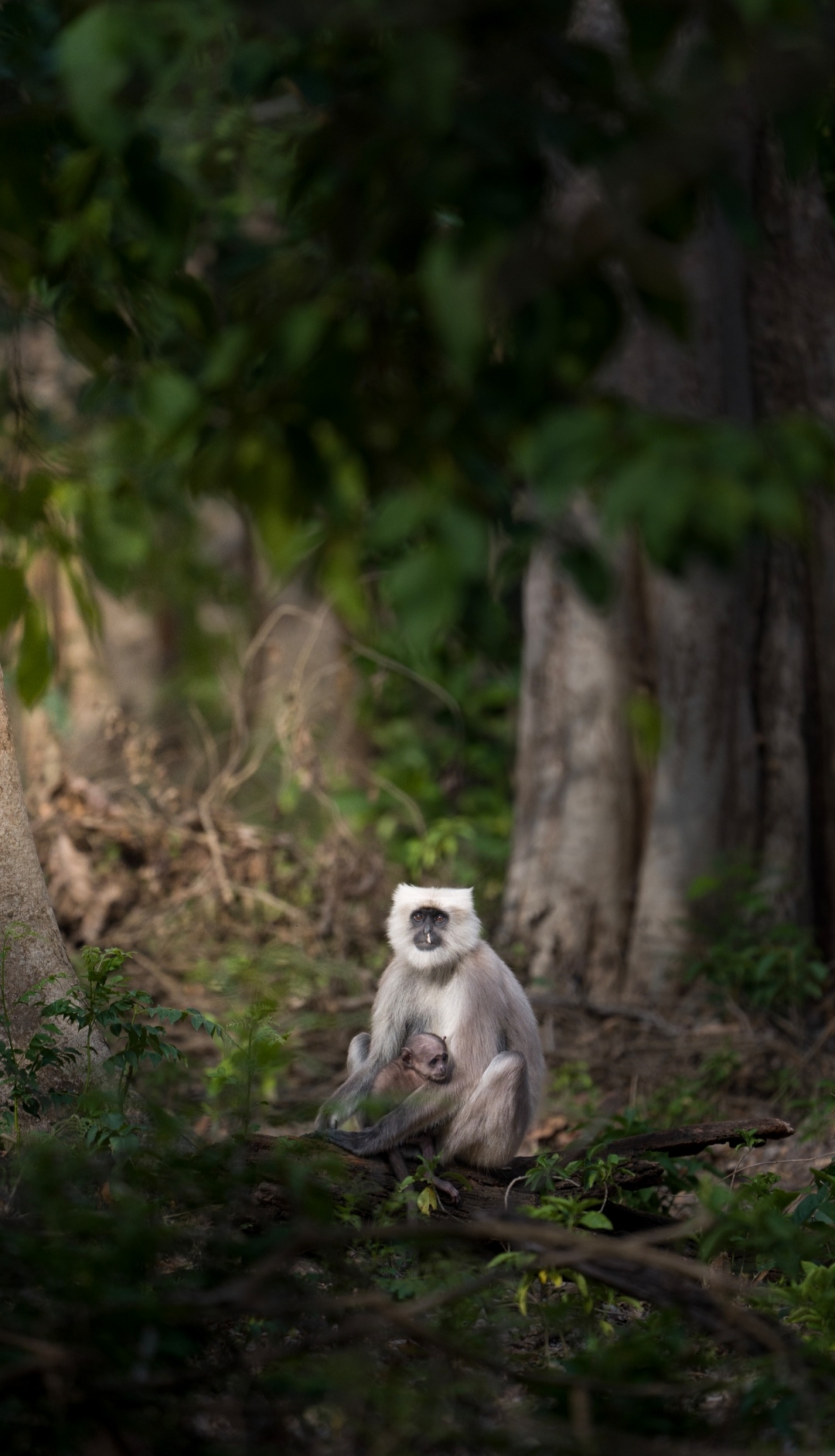 Photography Safari