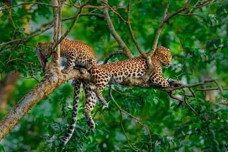 Wildlife Photographer