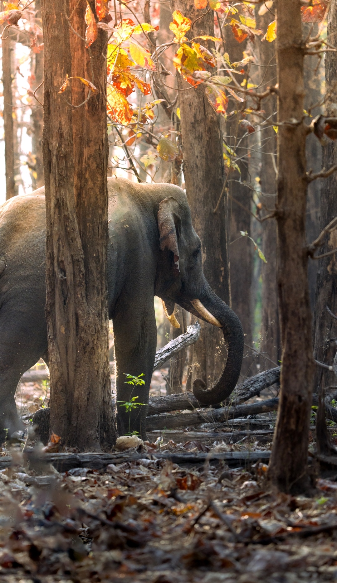 Rajaji Wildlife Spot 4