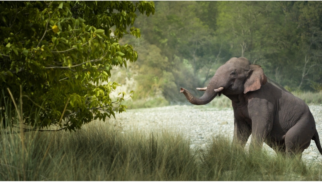 Elephant in Rajaji Forest