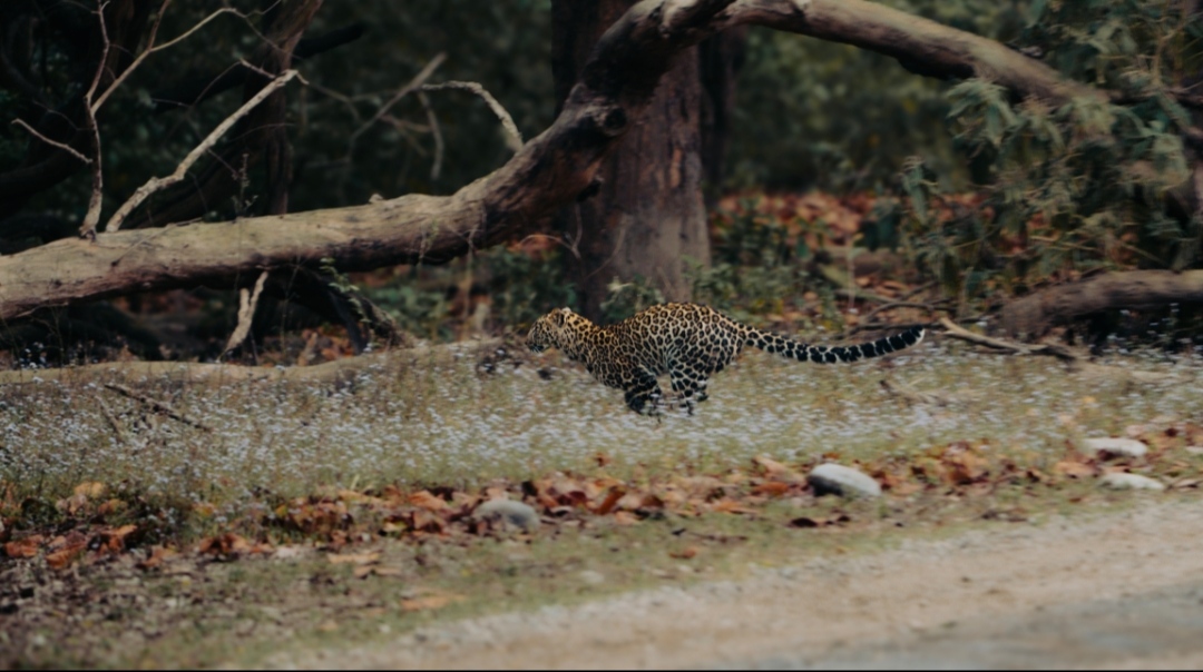 Rajaji Wildlife Spot 5