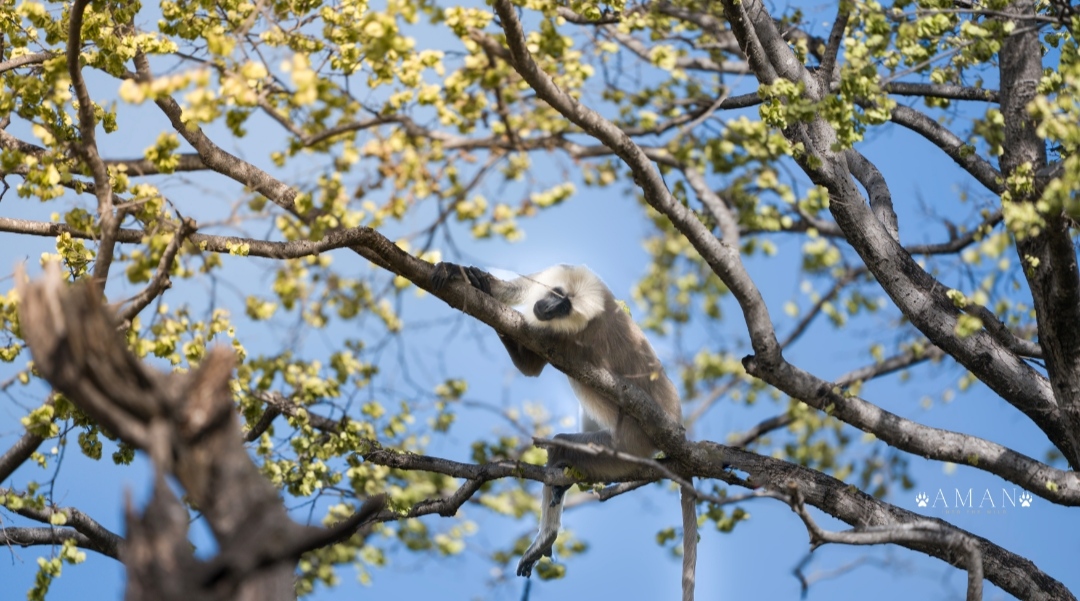 Rajaji Wildlife Spot 7