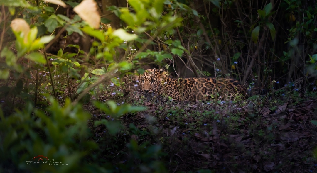 Rajaji Wildlife Spot 8