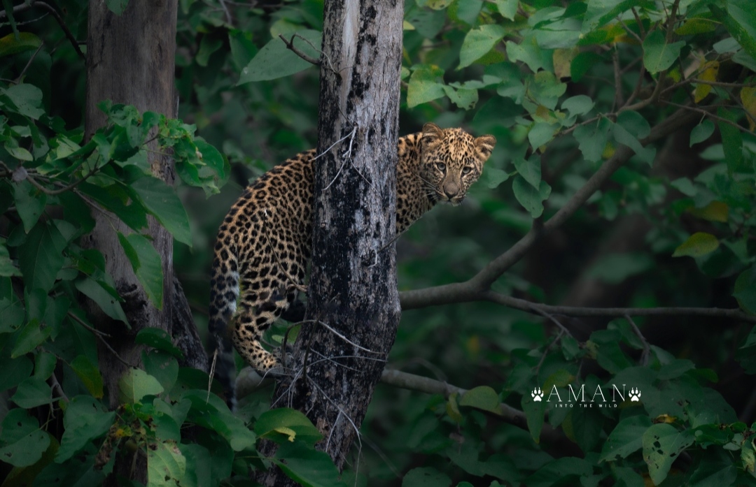 Rajaji Wildlife Spot 9