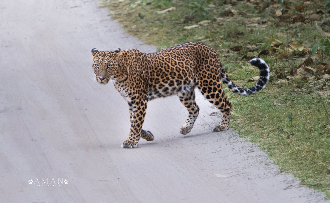 Rajaji Wildlife Spot 10