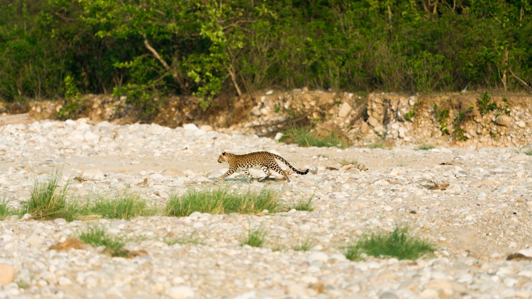 Chilla Range