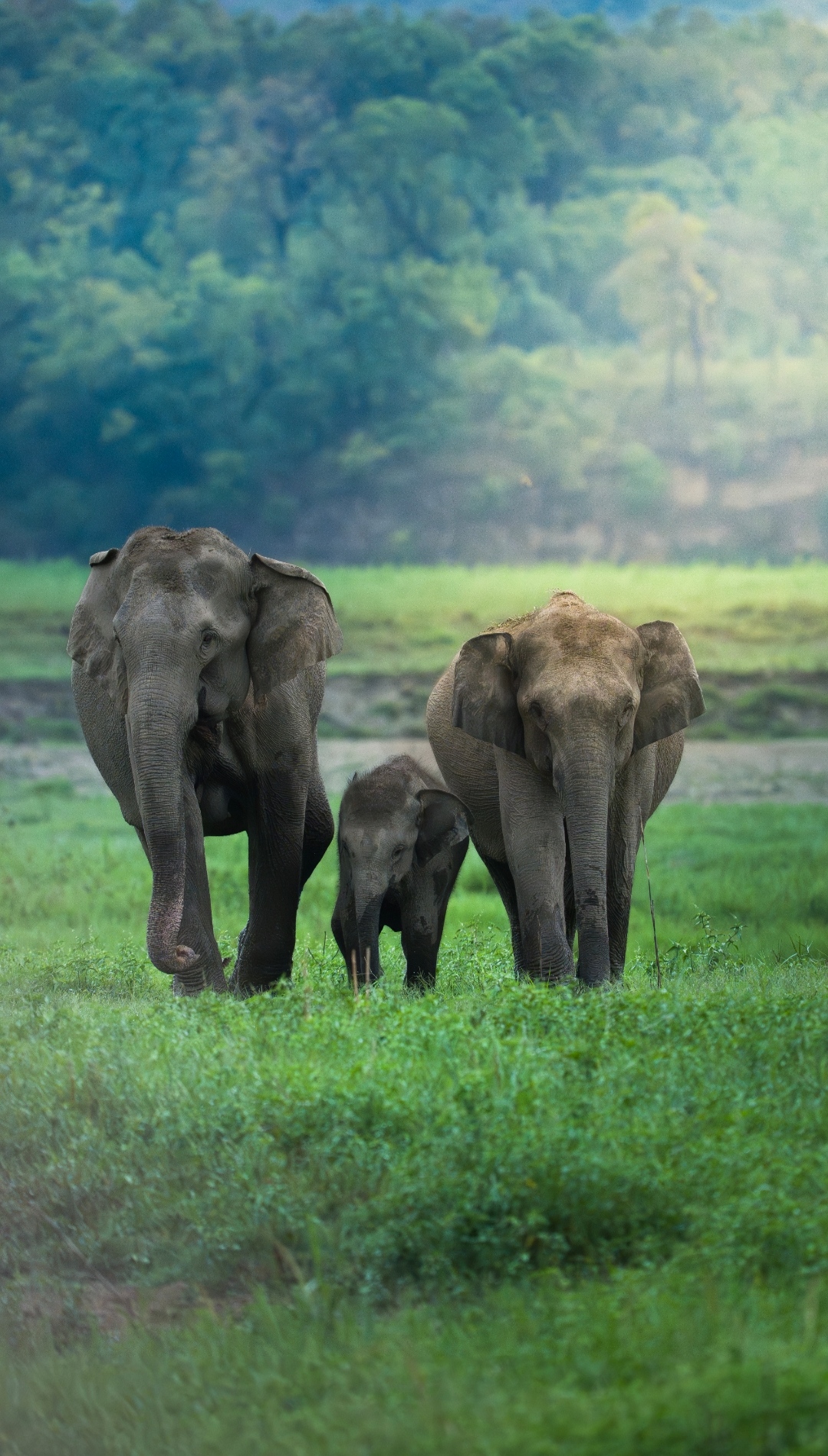 Asian Elephant
